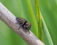 Evarcha arcuata