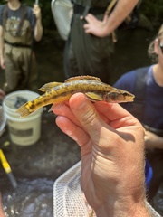 Olive Darter photo 4