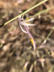 Chlorogalum grandiflorum
