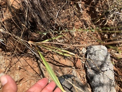 Chlorogalum grandiflorum