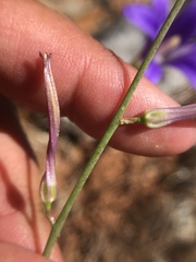 Chlorogalum grandiflorum