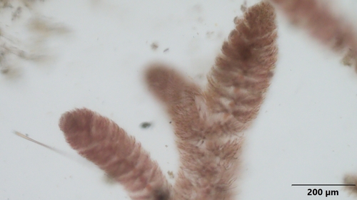 Crouania attenuata observed 2024-08-01