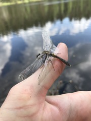Leucorrhinia caudalis