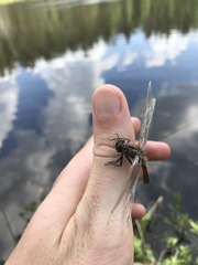 Leucorrhinia caudalis