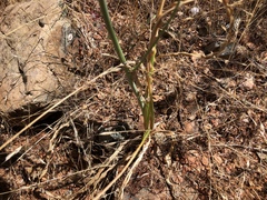 Chlorogalum grandiflorum