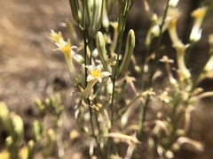 Chlorogalum grandiflorum