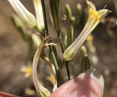 Chlorogalum grandiflorum