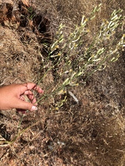 Chlorogalum grandiflorum