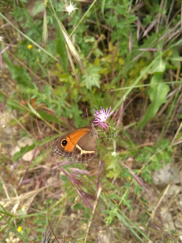 Pyronia bathseba