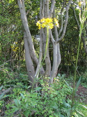 Tephroseris longifolia