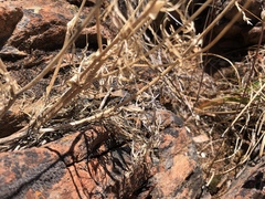 Lomatium congdonii