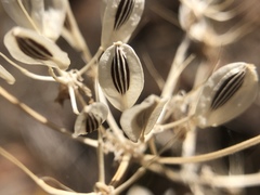 Lomatium congdonii