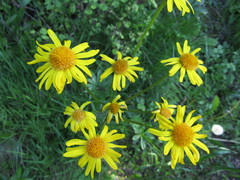 Tephroseris longifolia