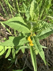 Lysimachia thyrsiflora