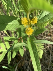 Lysimachia thyrsiflora