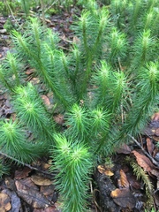 Phlegmariurus hippurideus