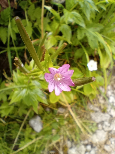 Image of Epilobium alpestre by no rights reserved