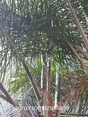 Syagrus romanzoffiana