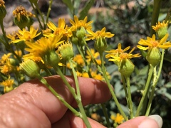 Packera clevelandii