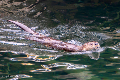 North American River Otter photographed in Michigan