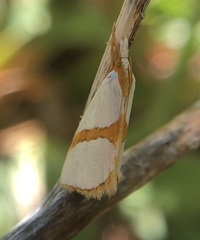 Vaxi auratellus