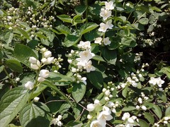 Philadelphus × virginalis
