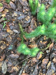 Phlegmariurus hippurideus