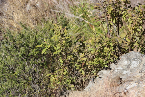 Image of Bowkeria verticillata by (c) Tony Rebelo, some rights reserved (CC BY-SA)