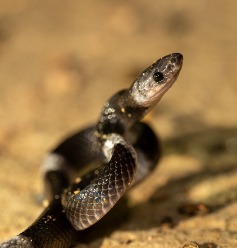 Palawan Wolf Snake
