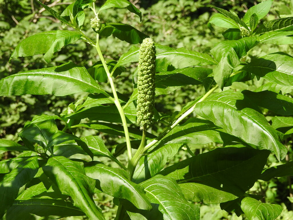 Nepal Pokeweed