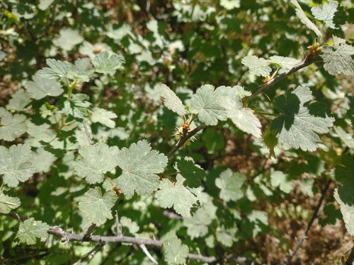 Image of Ribes watsonianum by no rights reserved