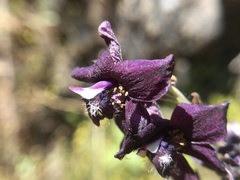 Delphinium hansenii