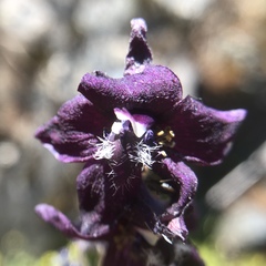 Delphinium hansenii