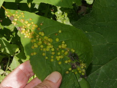 Phylloxera caryaefallax