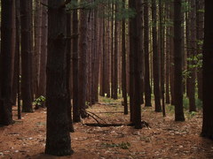 Phylloxera caryaefallax