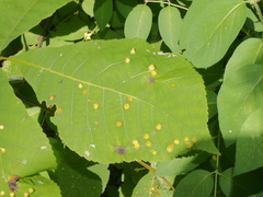 Phylloxera caryaefallax