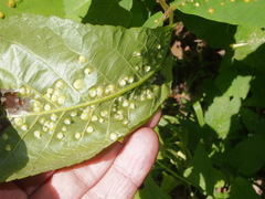 Phylloxera caryaefallax