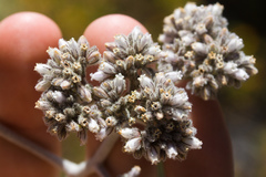 Eriodictyon tomentosum