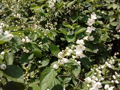 Philadelphus × virginalis