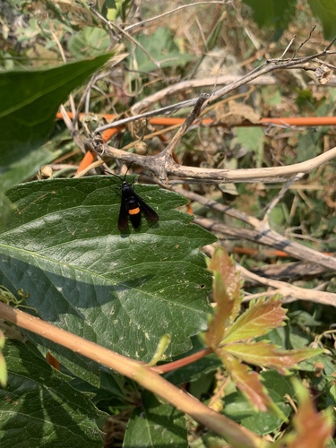 Peachtree Borer Moth photo 4