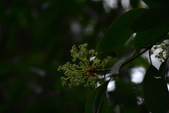 Hydrangea integrifolia