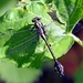 Skillet Clubtail - Photo (c) Jimmy Dee, some rights reserved (CC BY-SA), uploaded by Jimmy Dee
