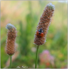 Coccinella algerica