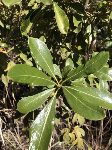 Pittosporum viridiflorum