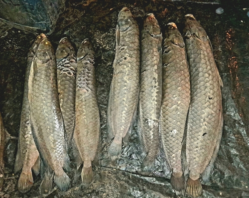 African Arowana