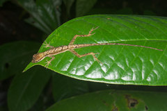 Anolis trachyderma