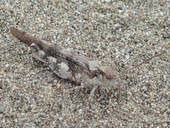 Heliastus sumichrasti