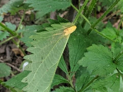 Puccinia urticata
