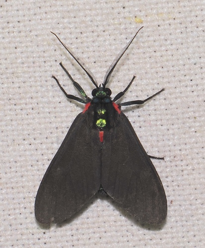 Saurita diffusa