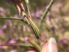 Clarkia williamsonii
